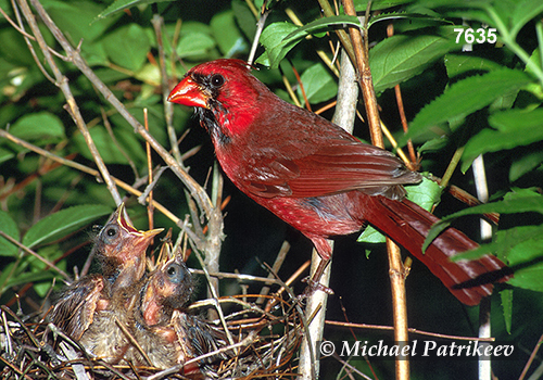 Northern Cardinal (Cardinalis cardinalis)